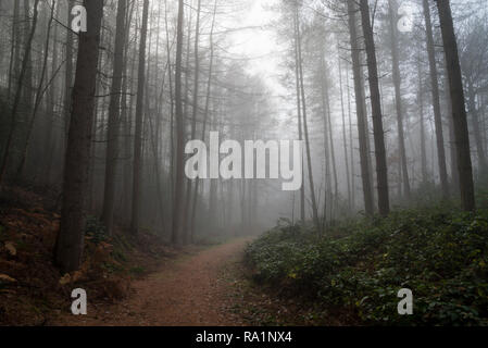 Atmospheric winter morning in Erncroft woods, Etherow country park, Stockport, England. Foggy conditions in the dense forest. Stock Photo