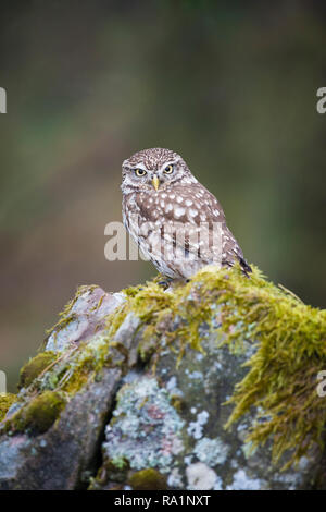 Portrait of Little owl staring back at camera whilst sitting on moss covered dry stone wall Stock Photo