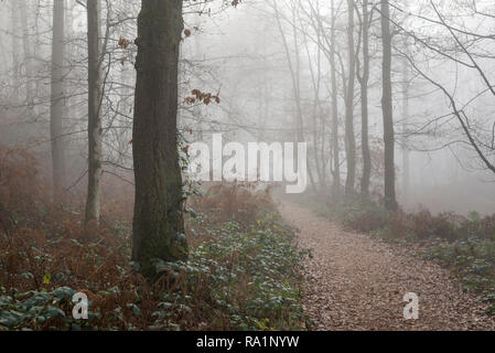 Atmospheric winter morning in Erncroft woods, Etherow country park, Stockport, England. Foggy conditions in the dense forest. Stock Photo