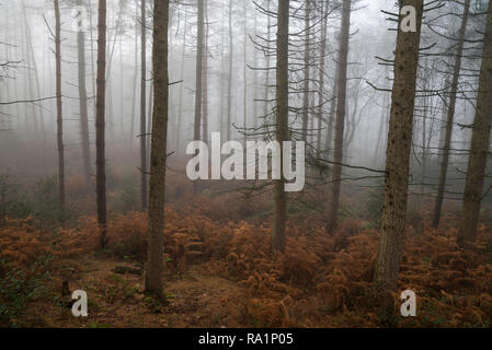 Atmospheric winter morning in Erncroft woods, Etherow country park, Stockport, England. Foggy conditions in the dense forest. Stock Photo