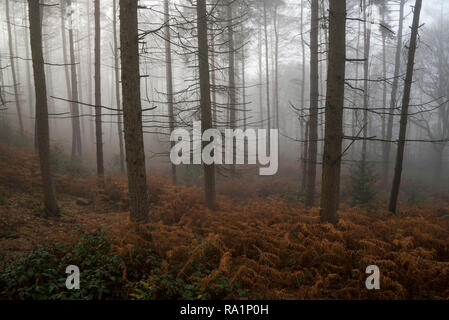 Atmospheric winter morning in Erncroft woods, Etherow country park, Stockport, England. Foggy conditions in the dense forest. Stock Photo