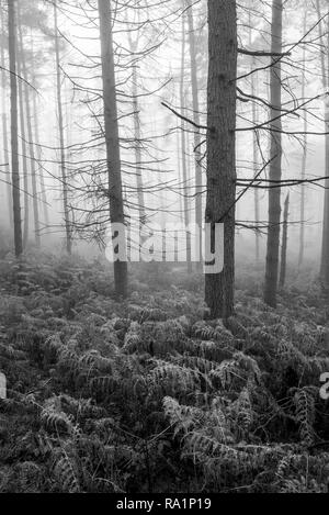 Atmospheric winter morning in Erncroft woods, Etherow country park, Stockport, England. Foggy conditions in the dense forest. Stock Photo