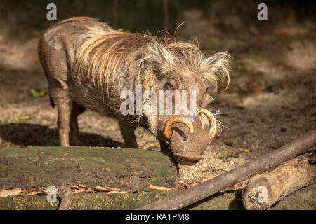 Common Warthog, Phacochoerus africanus, flirting with the camera Stock Photo