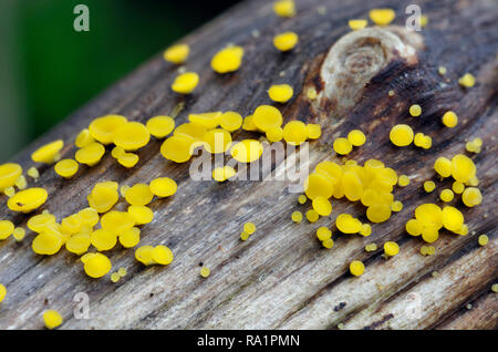 Lemon Disco - Bisporella citrina  A common wood rotting Fungus Stock Photo