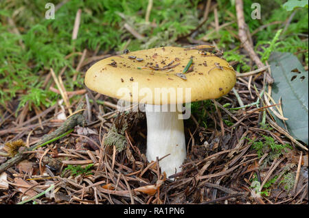 Ochre Brittlegill - Russula ochroleuca  Growing in Pine plantation Stock Photo