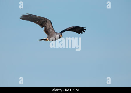 A locally-endangered Snail Kite flying through the clear blue sky at the Joe Overstreet Landing on the shores of Lake Kissimmee, Florida. Stock Photo
