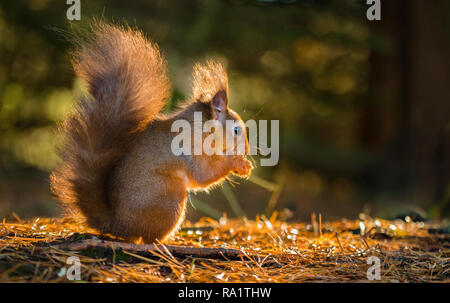 A young endangered Red Squirrel foraging for food on a carpet of fallen autumnal pine needles silhouetted by the setting sun. Stock Photo