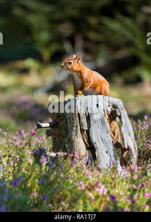 An endangered female Red Squirrel sitting on top of a rotting tree stump surrounded by heather and listening to the woodlands sounds Stock Photo
