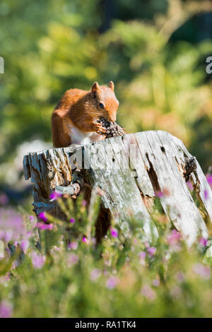 Portrait of an endangered female Red Squirrel sitting on top of a rotting tree stump surrounded by heather and feeding on a pine cone in late summer Stock Photo