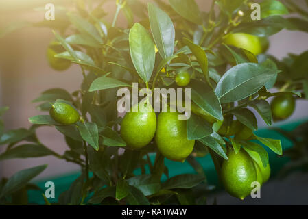 Growing lemon. Green Lemons hanging on tree. Stock Photo