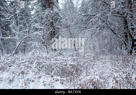 Many thin twigs covered with white snow. Beautiful winter snowy forest Stock Photo