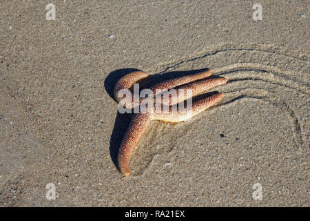 A live Starfish exposed at extreme low tide on the beach at East Cape Sable in Everglades National Park, Florida. Stock Photo