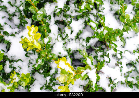 Green branches of ornamental plants under snow. Studio Photo Stock Photo