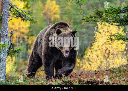 Brown bear in the autumn forest.  Scientific name: Ursus arctos. Natural habitat. Stock Photo