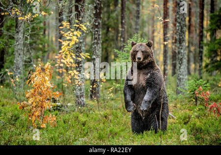 Brown bear standing on his hind legs in the autumn forest.  Scientific name: Ursus arctos. Natural habitat. Stock Photo