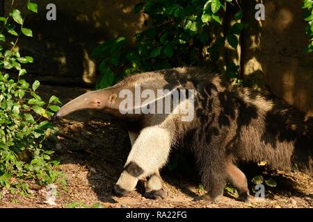 beautiful picture of giant anteater (Myrmecophaga tridactyla) in nature Stock Photo