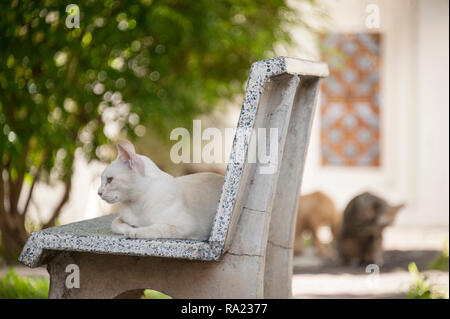 Cats relaxing on a bench and in the courtyard of a Thai temple Stock Photo