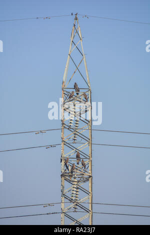 Some birds sitting on high voltage lines Stock Photo