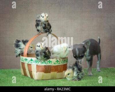 Pictorial photography with funny doggy and chickens Stock Photo