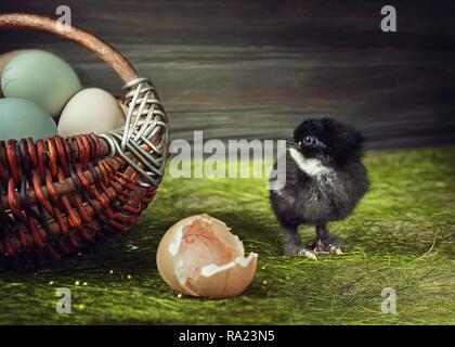 Pictorial photography with funny animals Stock Photo