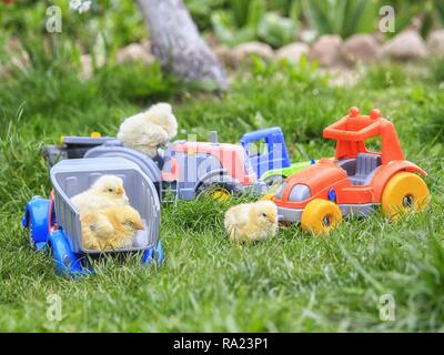 Pictorial photography with funny chickens Stock Photo