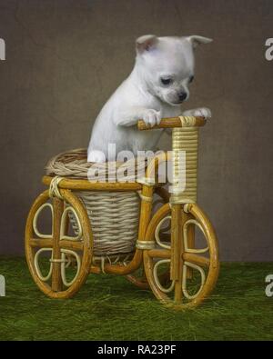 Pictorial photography with funny animals Stock Photo