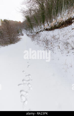A path in the middle of woods covered by snow, with footsteps in the foreground Stock Photo