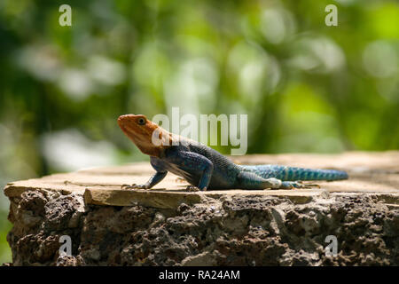 A colourful male Agama lizard (Agama lionotus) resting on a stone wall against a green dappled background, Kenya Stock Photo
