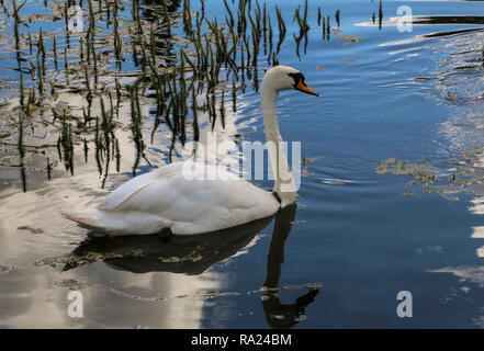 White swan on blue water with reflection Stock Photo