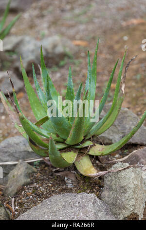used medicine vera aloe skin alamy similar heal cosmetics plant care outdoor