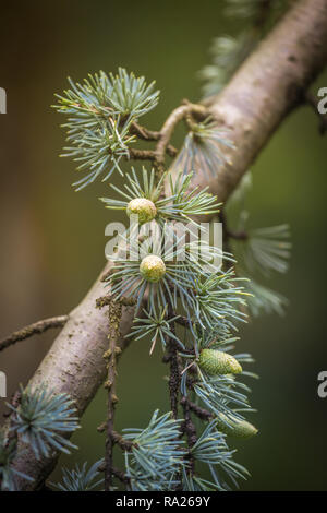 Cedrus deodara tree mostly known as cedar with seed cones. Stock Photo