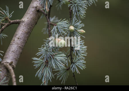 Cedrus deodara tree mostly known as cedar with seed cones. Stock Photo