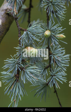 Cedrus deodara tree mostly known as cedar with seed cones. Stock Photo