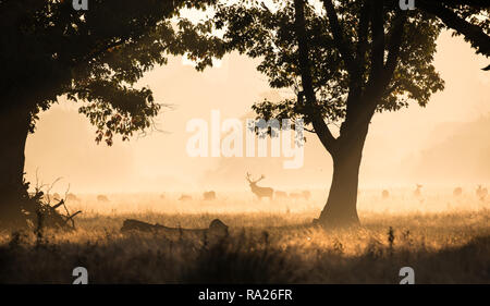 Red deer during the rut in the morning light in Richmond Park, London.