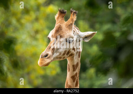 Nubian giraffe.  It is currently extinct in the wild of the Democratic Republic of Congo, Egypt and Eritrea. Critically Endangered. Stock Photo