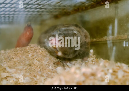 Common mole rat, underground rodent, agricultural underground pest Stock Photo