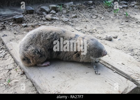 Common mole rat, underground rodent, agricultural underground pest Stock Photo