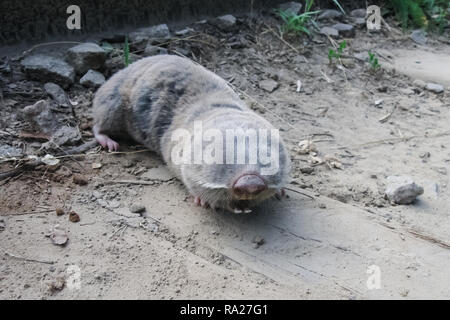 Common mole rat, underground rodent, agricultural underground pest Stock Photo