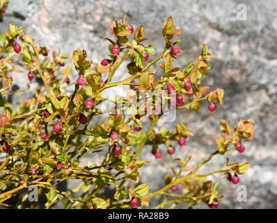 European blueberry bush Vaccinium myrtillus with red flowers Stock Photo