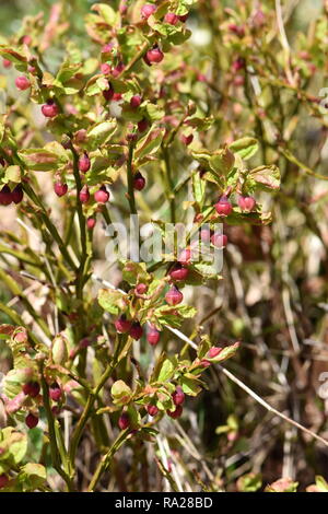 European blueberry bush Vaccinium myrtillus with red flowers Stock Photo