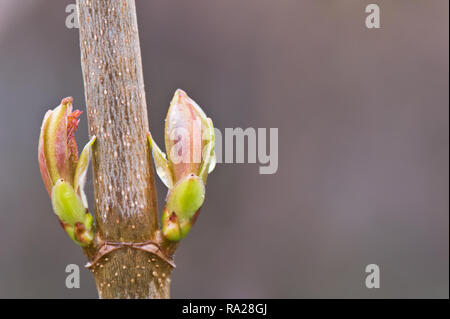 Lilac (Syringa vulgaris) spring buds opening. Selective focus and very shallow depth of field. Stock Photo