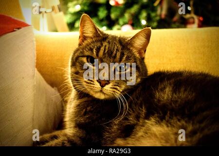 Tabitha, the tabby cat. Stock Photo