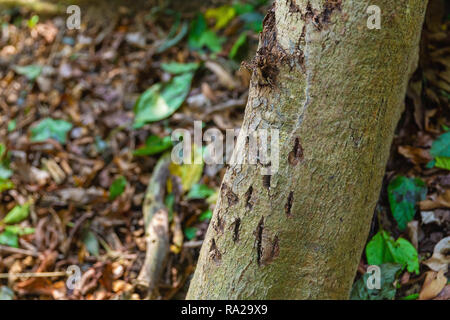 Claw marks of the Royal Bengal Tiger (Panthera tigris) on a tree in Chitwan National Park, Kasara, Nepal, Asia Stock Photo