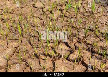 Grass growing up through cracks in dry earth, Chitwan National Park, Kasara Chitwan, Nepal, Asia Stock Photo