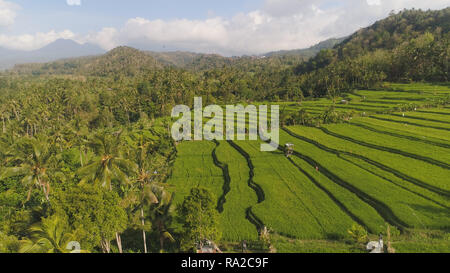 green rice terraces, fields and agricultural land with crops. aerial view farmland with rice terrace agricultural crops in countryside Indonesia,Bali Stock Photo