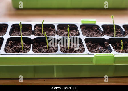 Delicate, new homegrown snow peas sprouts growing from organic soil in a plant container for spring seedlings in rural kitchen with window light Stock Photo