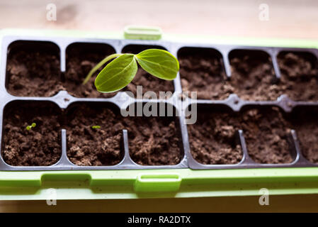 Homegrown young, delicate sugar pea sprout with healthy green leaves growing in gardening seedling container with fresh, organic soil inside Stock Photo