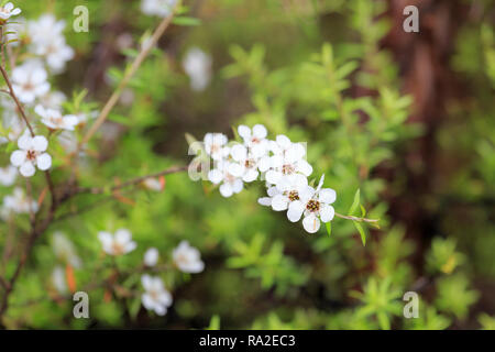 Flowers of manuka, or tea tree (Leptospermum scoparium). Used to make honey which is believed to have health-giving properties, acccording to the UMF  Stock Photo