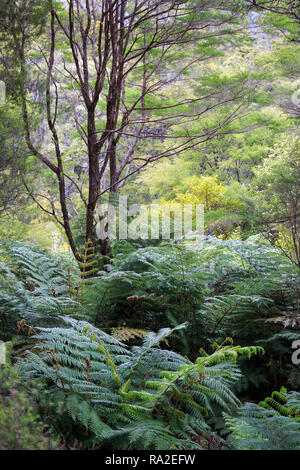 Kanuka, or White tea tree (Kunzea ericoides) with understory of ferns in Abel Tasman National Park. Stock Photo