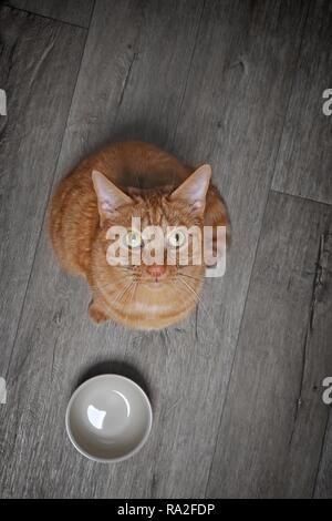 Hungry ginger kitten beside a food bowl looking curious up to the camera.. High angle view with copy space. Stock Photo